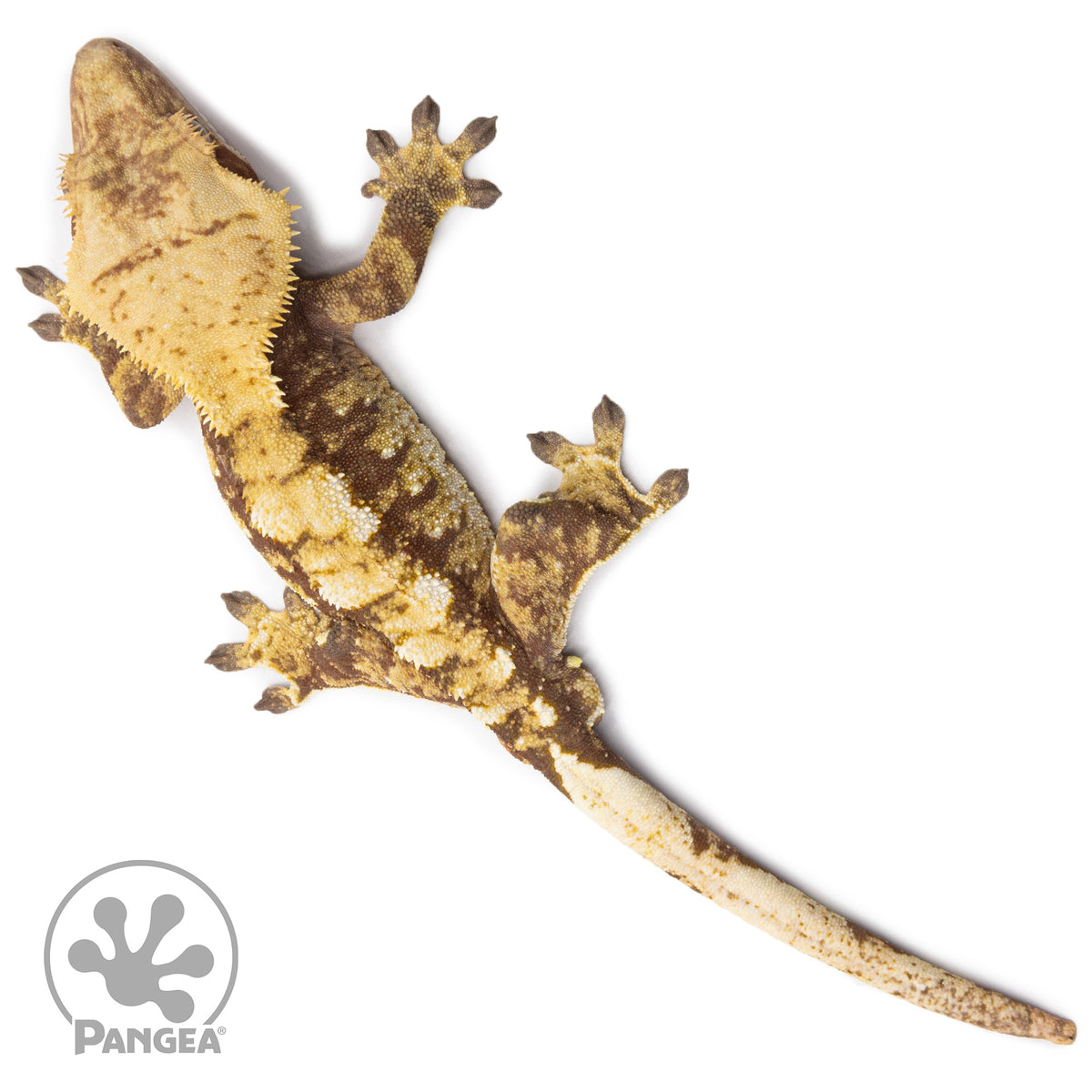 Male Red Tricolor Crested Gecko Cr-2609 from above