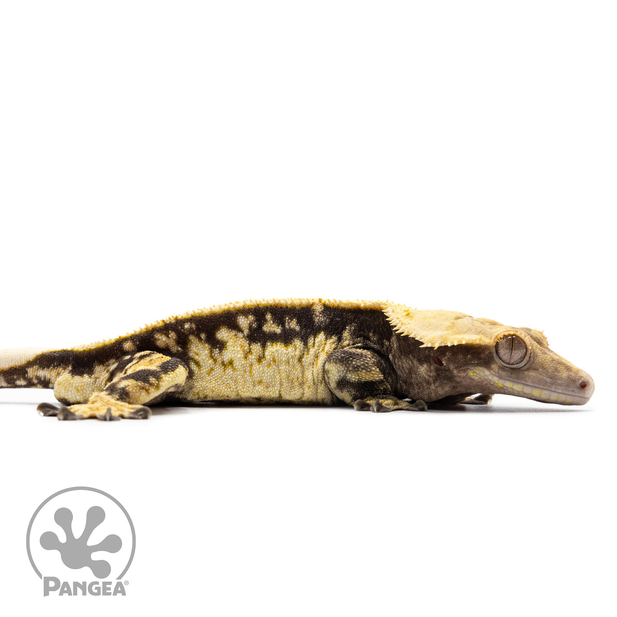  Cr-2611 facing right