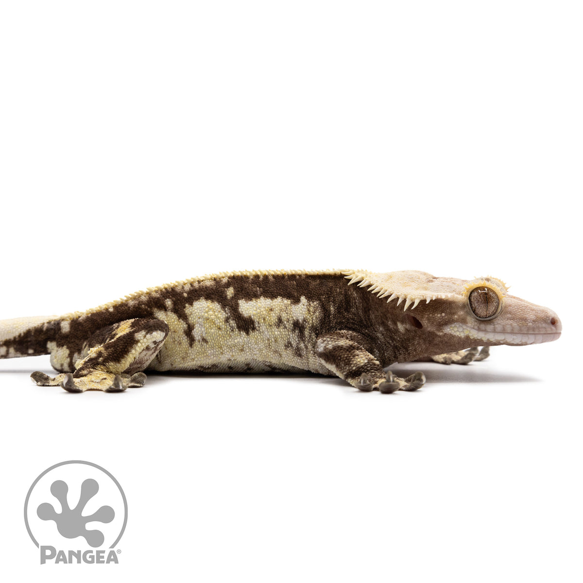 Cr-2613 facing right