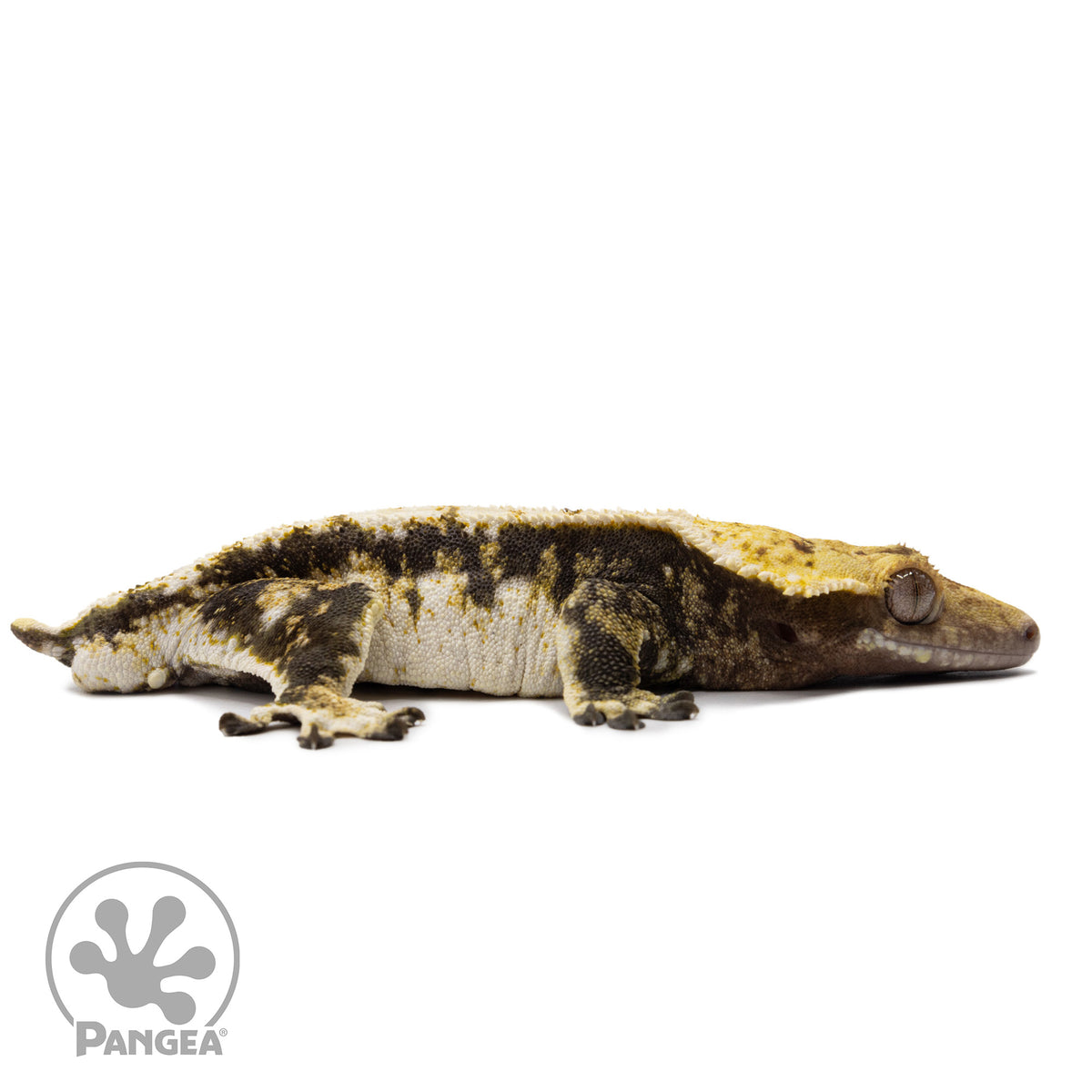 Cr-2615 facing right