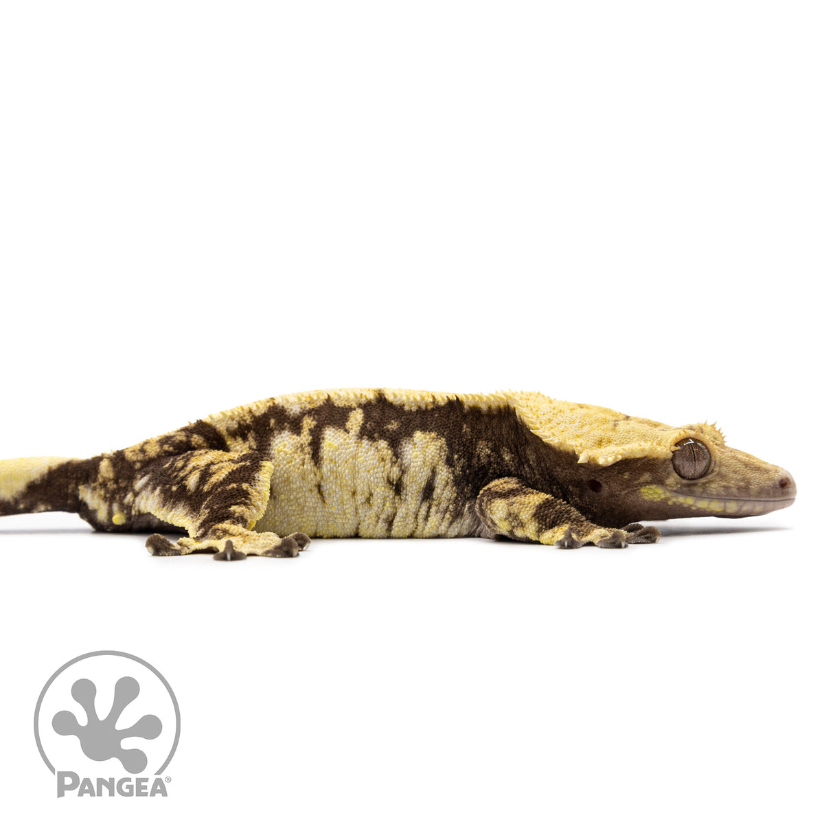 Cr-2616 facing right