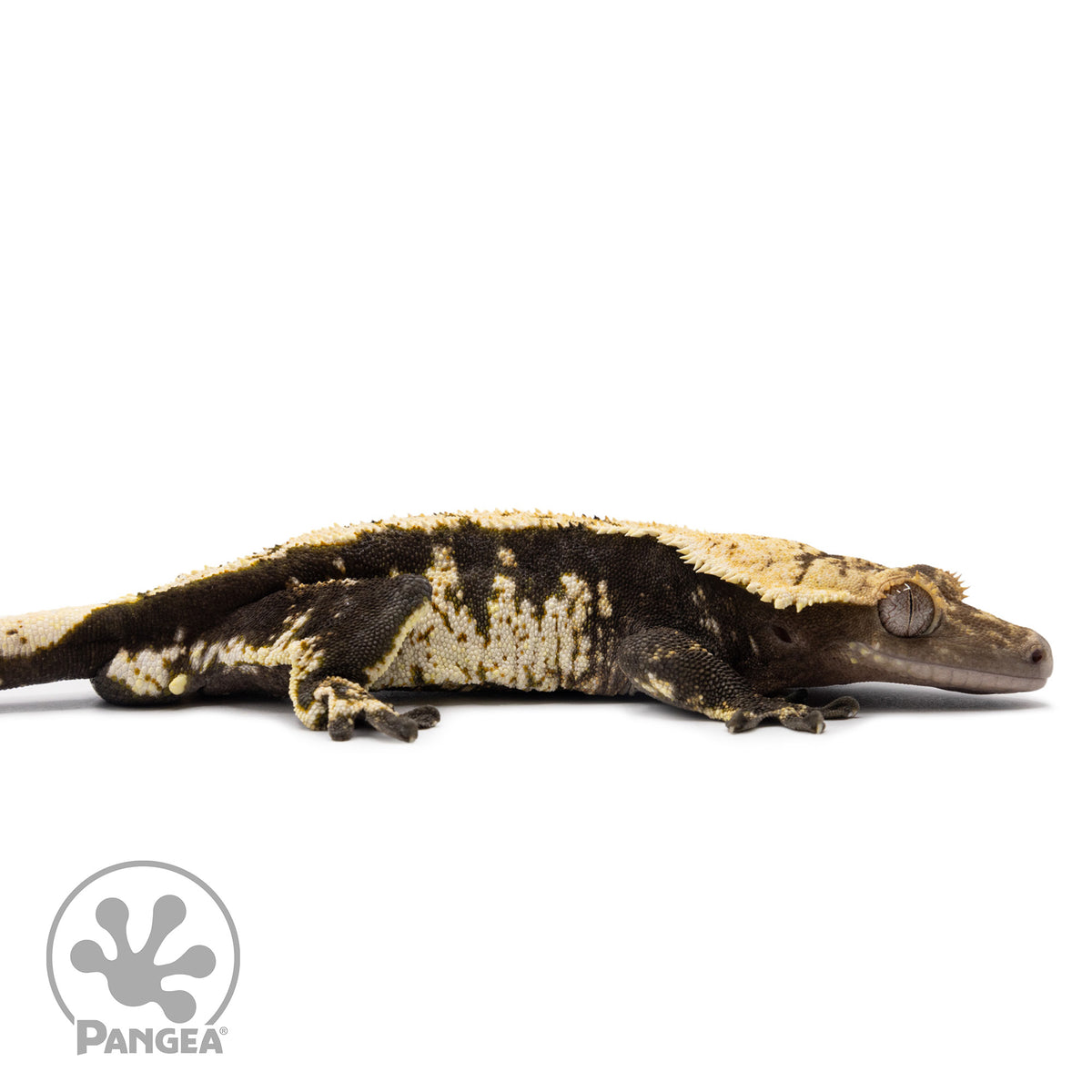 Cr-2619 facing right