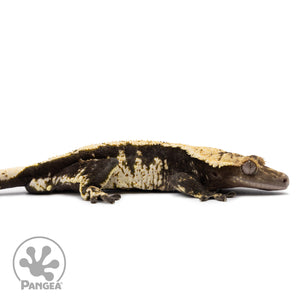 Cr-2619 facing right