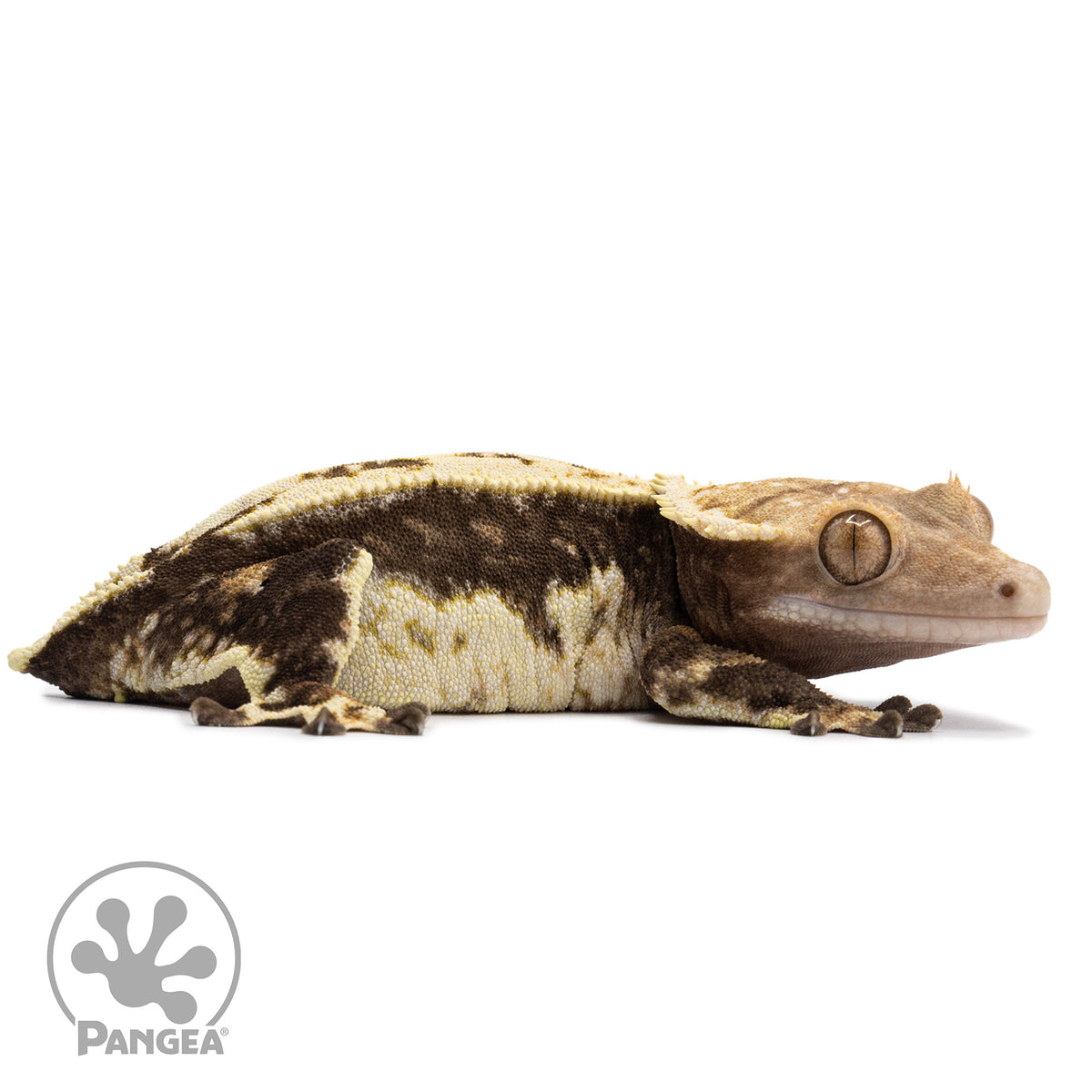 Cr-2622 facing right