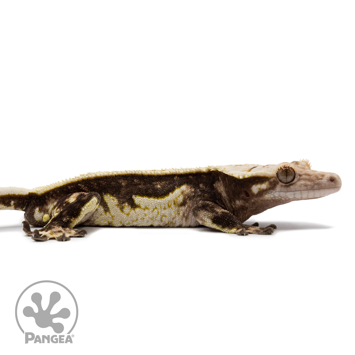 Cr-2623 facing right