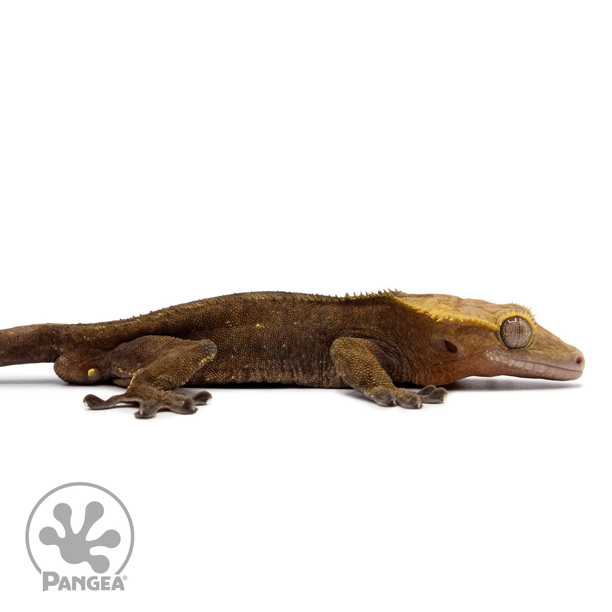 Cr-2626 facing right