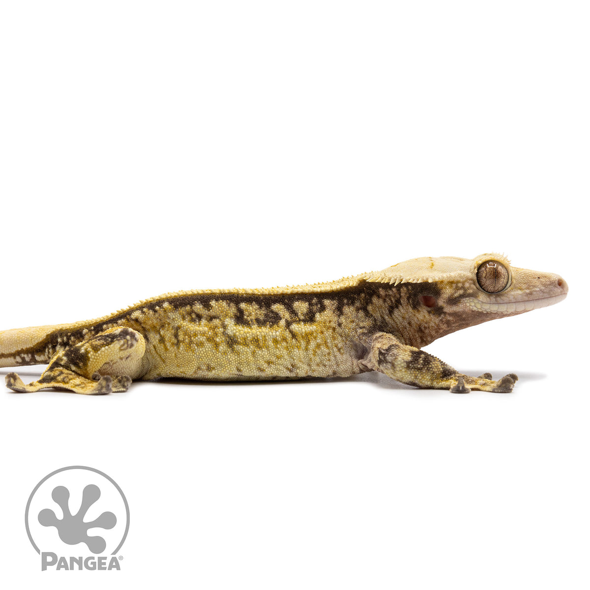 Cr-2630 facing right