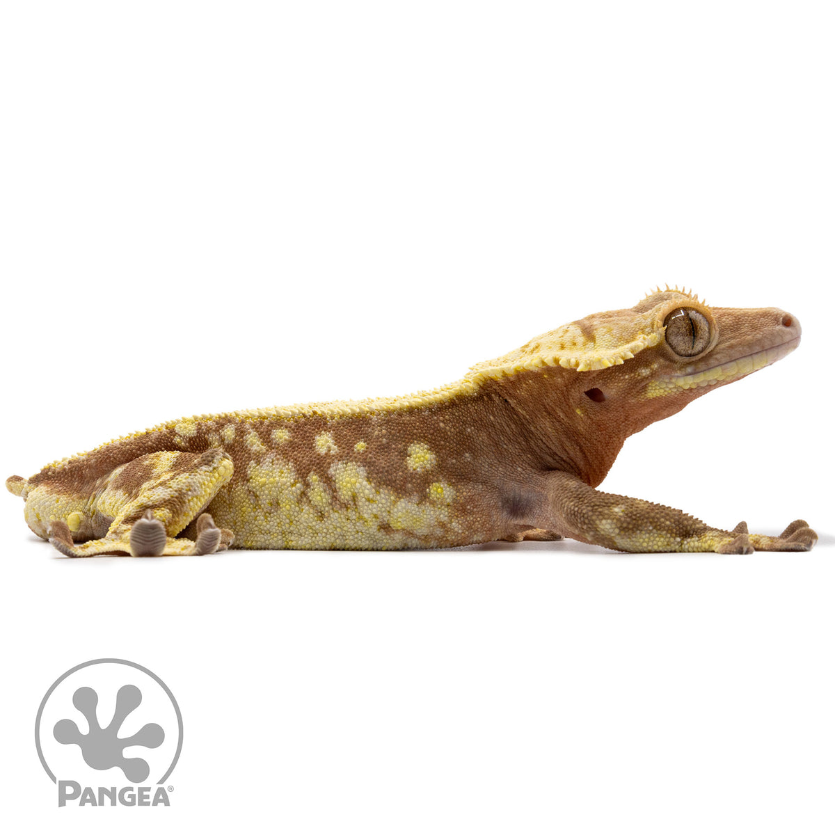 Cr-2631 facing right