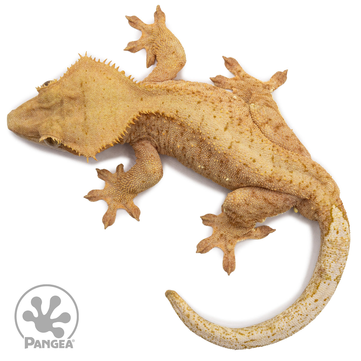 Male Orange Brindle Crested Gecko Cr-2633 from above