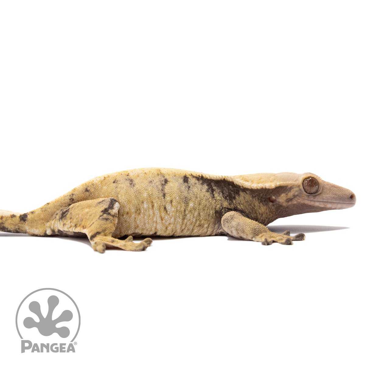 Cr-2635 facing right