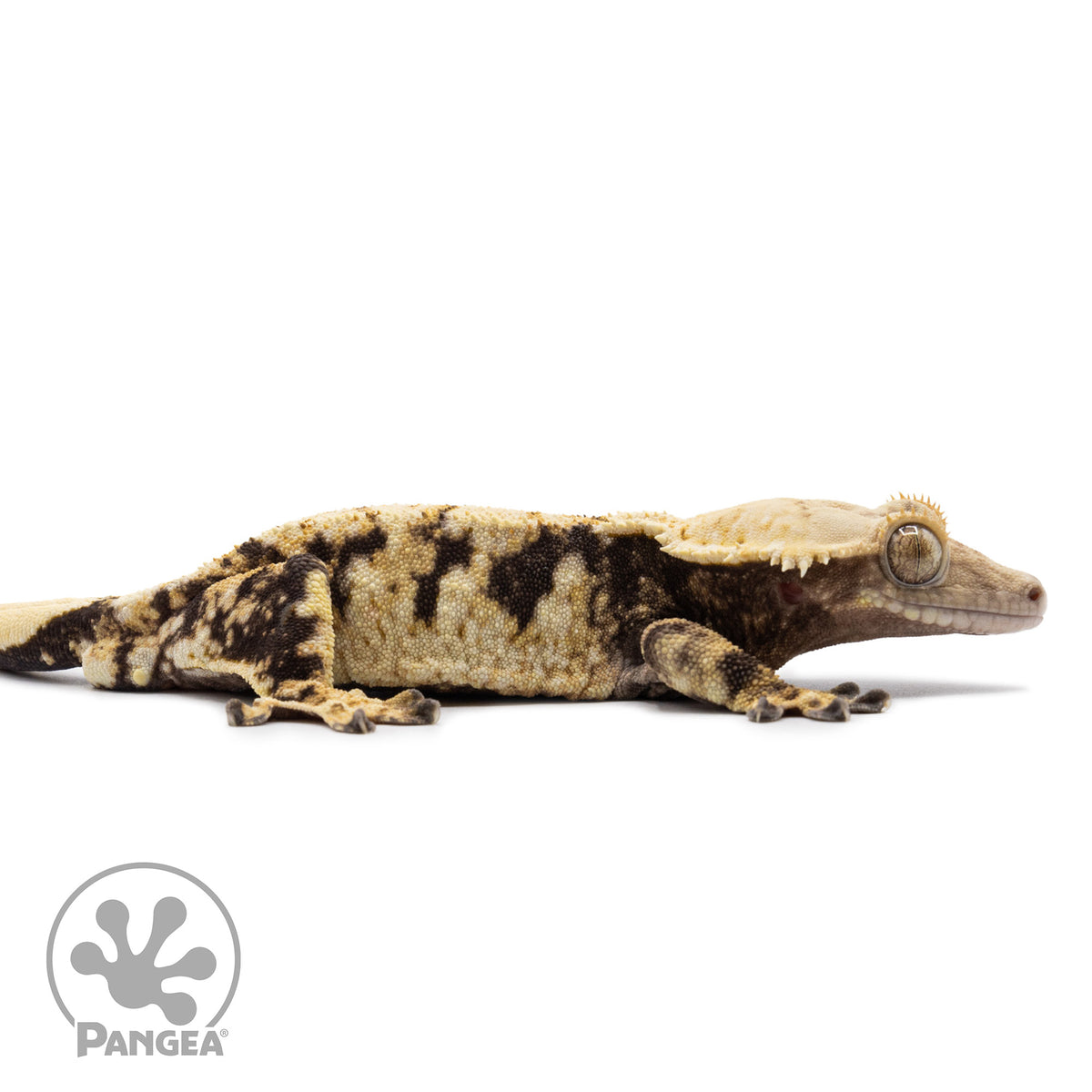 Cr-2638 facing right