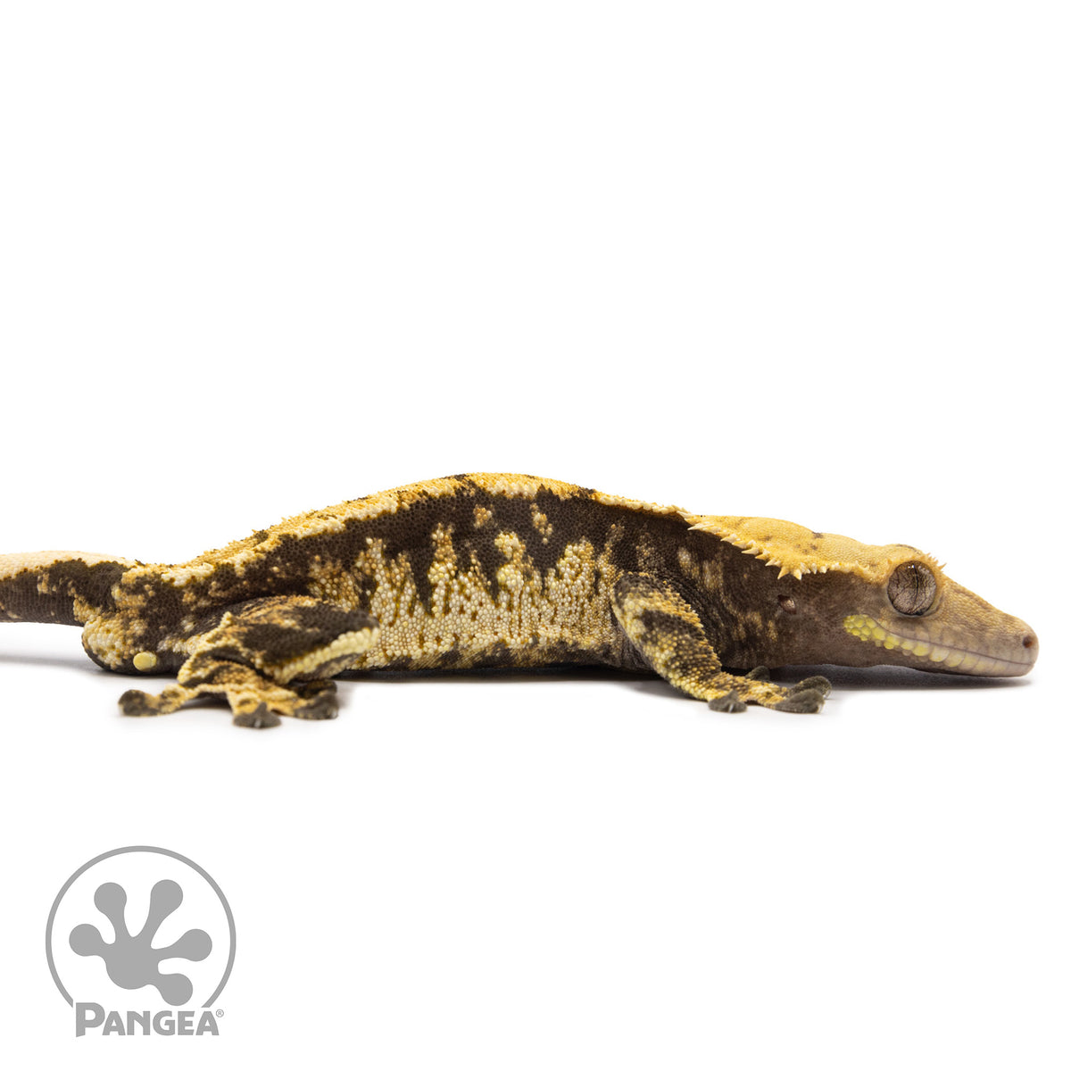 Cr-2645 facing right