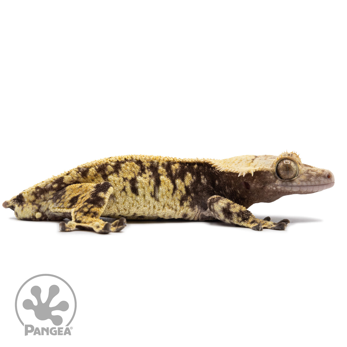 Cr-2646 facing right