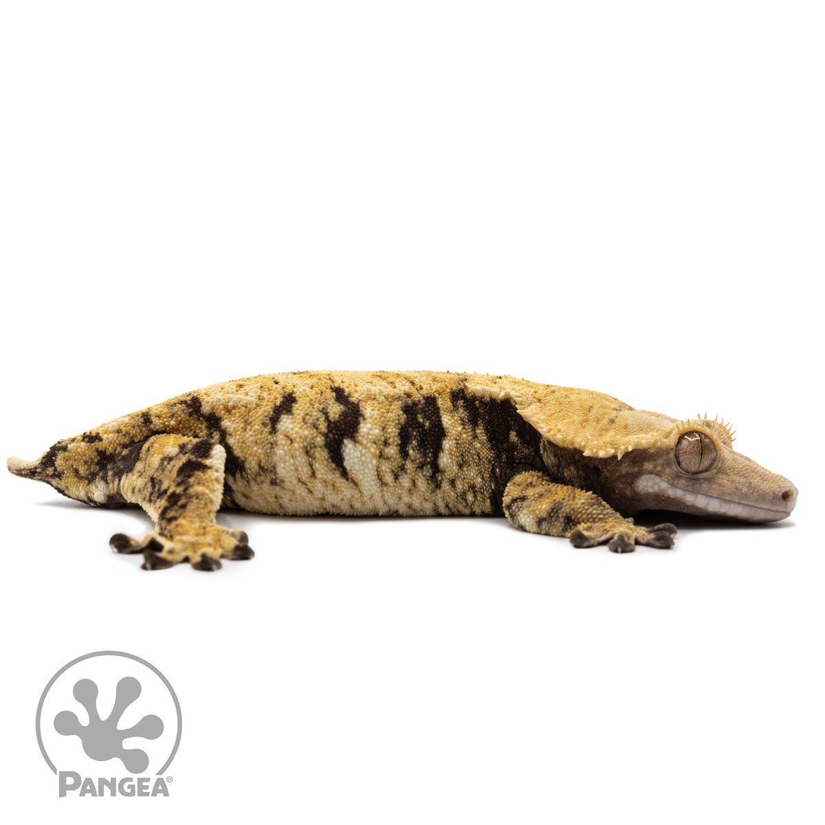 Cr-2647 facing right