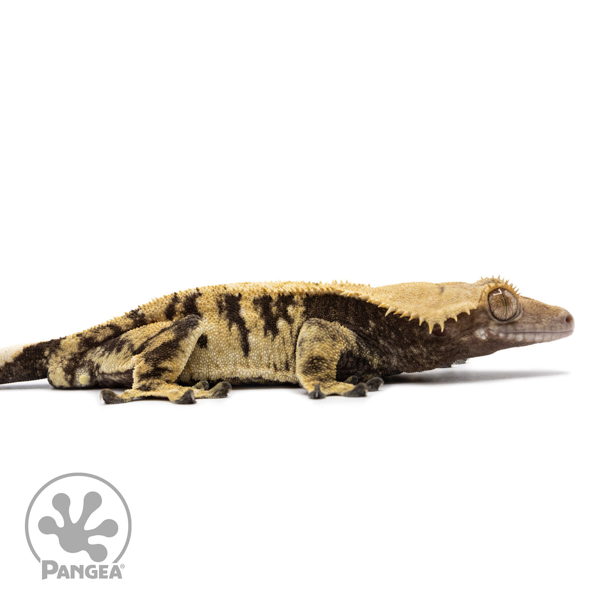 Cr-2649 facing right