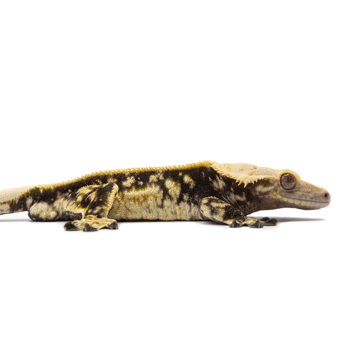 Cr-2650 facing right