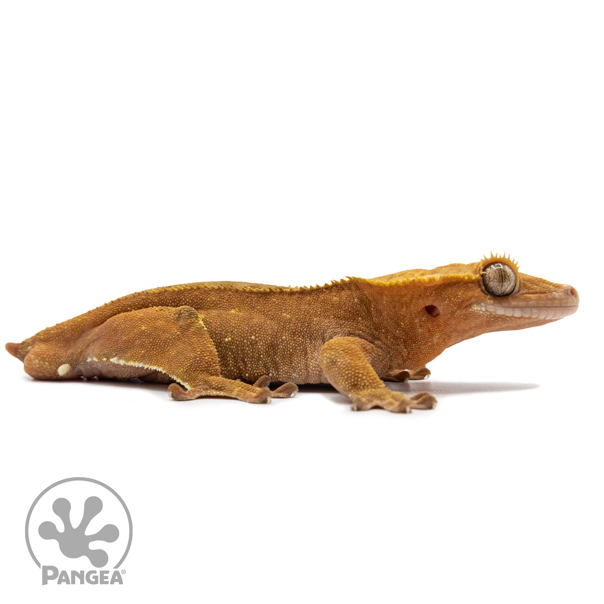 Cr-2651 facing right