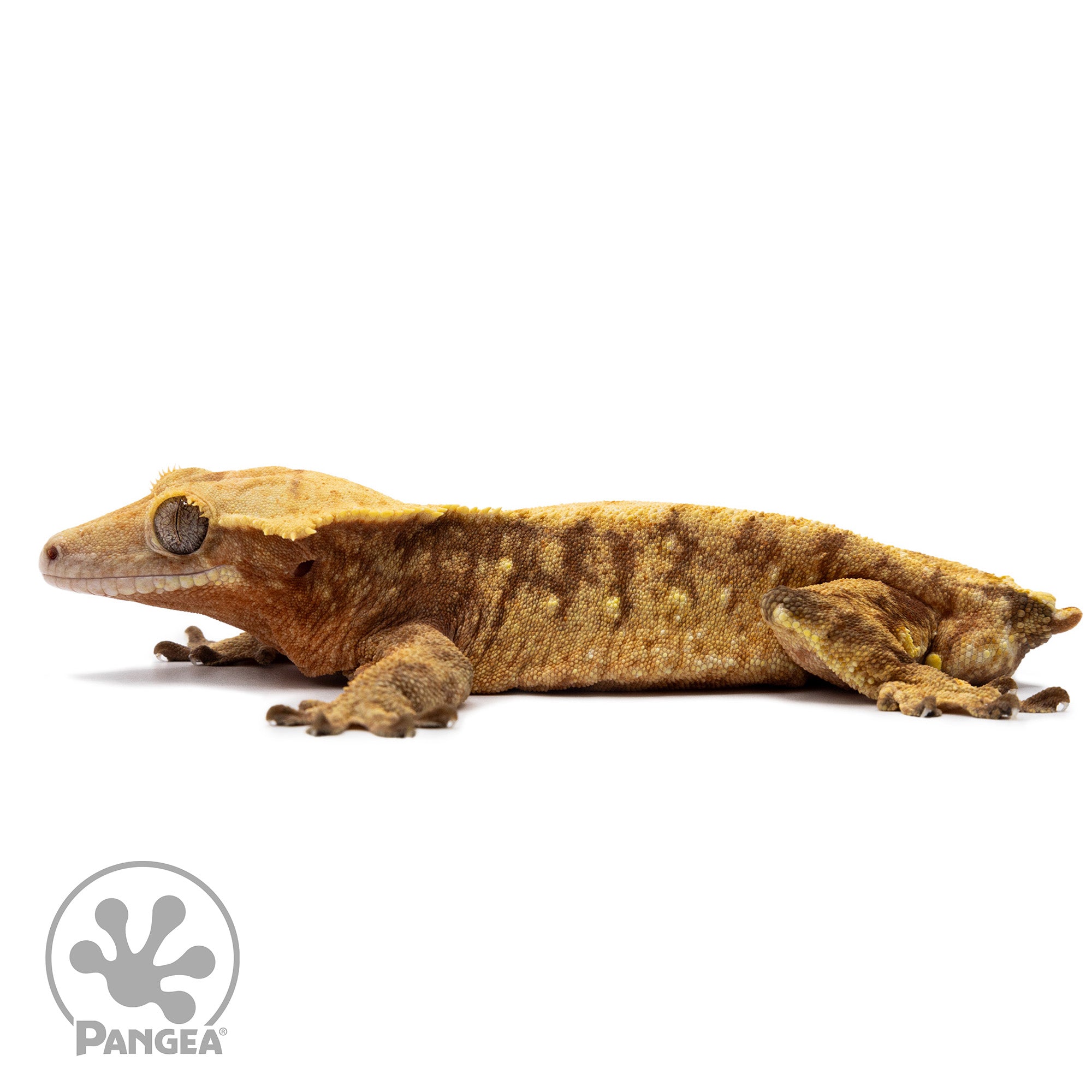 aglaonema crested gecko Male Red Extreme Harlequin Crested Gecko | Pangea Reptile | Cr-2655