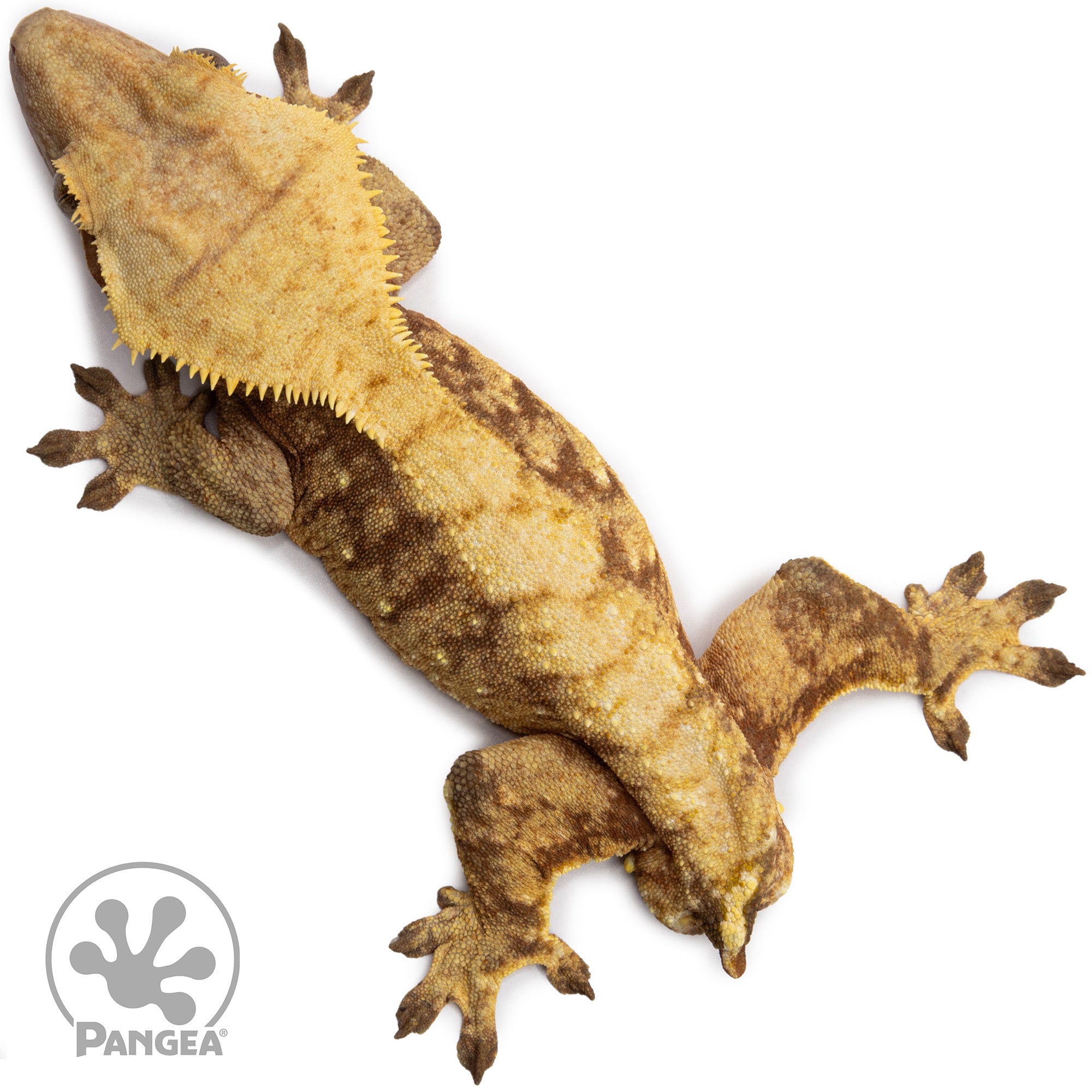 aglaonema crested gecko Male Red Extreme Harlequin Crested Gecko | Pangea Reptile | Cr-2655