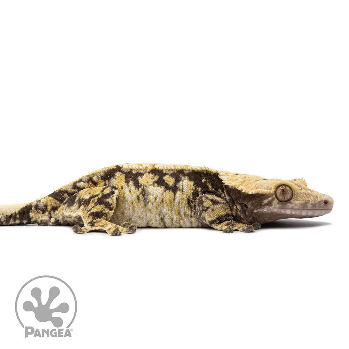 Cr-2665 facing right