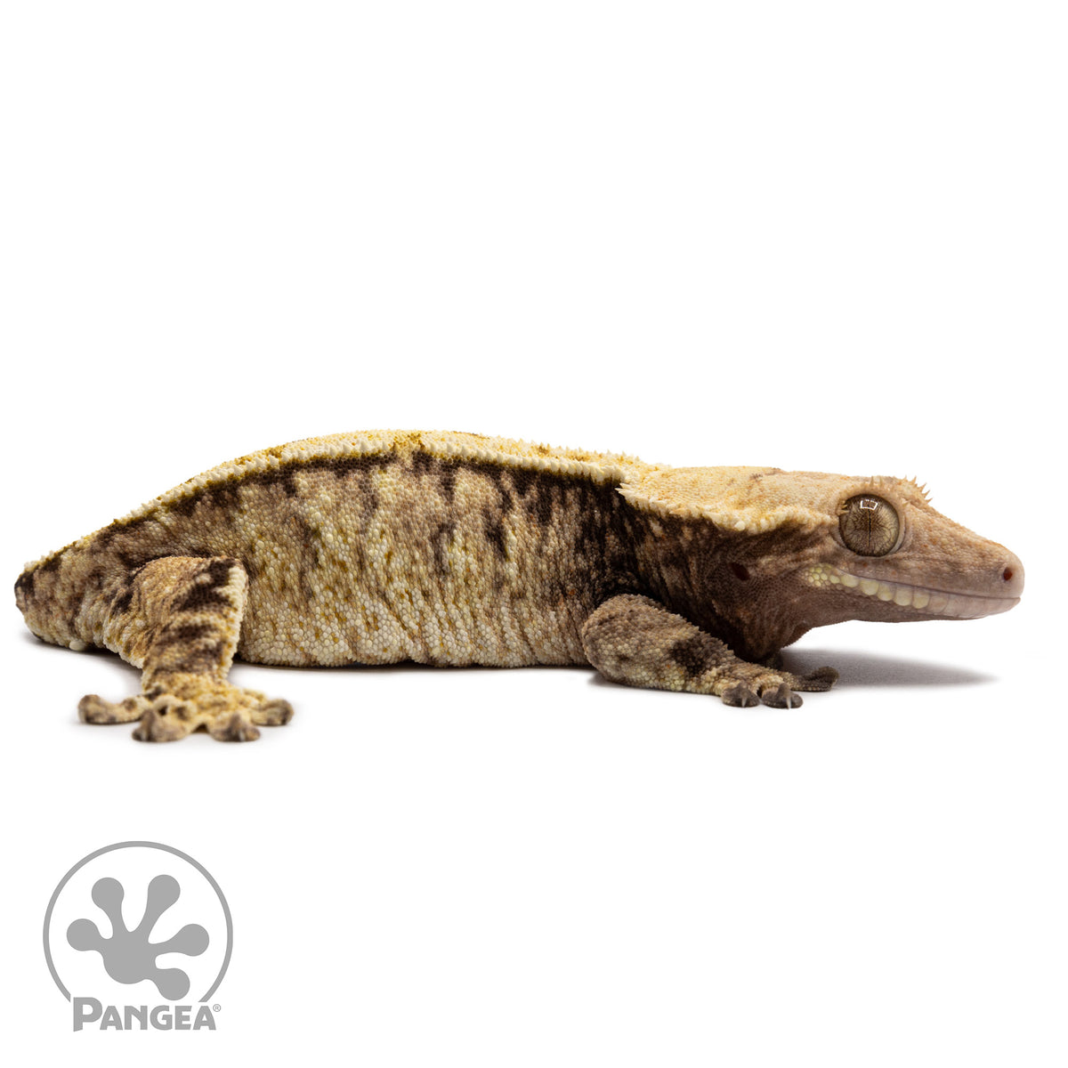 Cr-2673 facing right