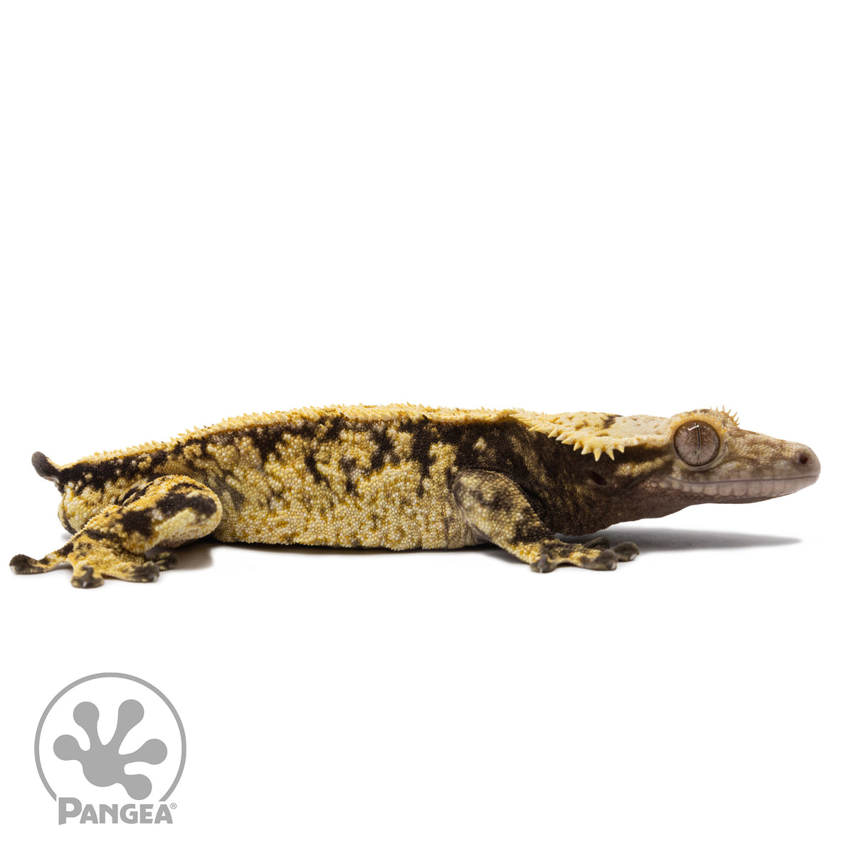 Cr-2682 facing right