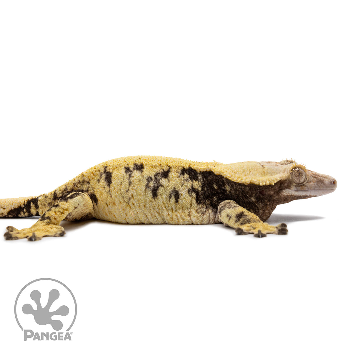 Cr-2683 facing right