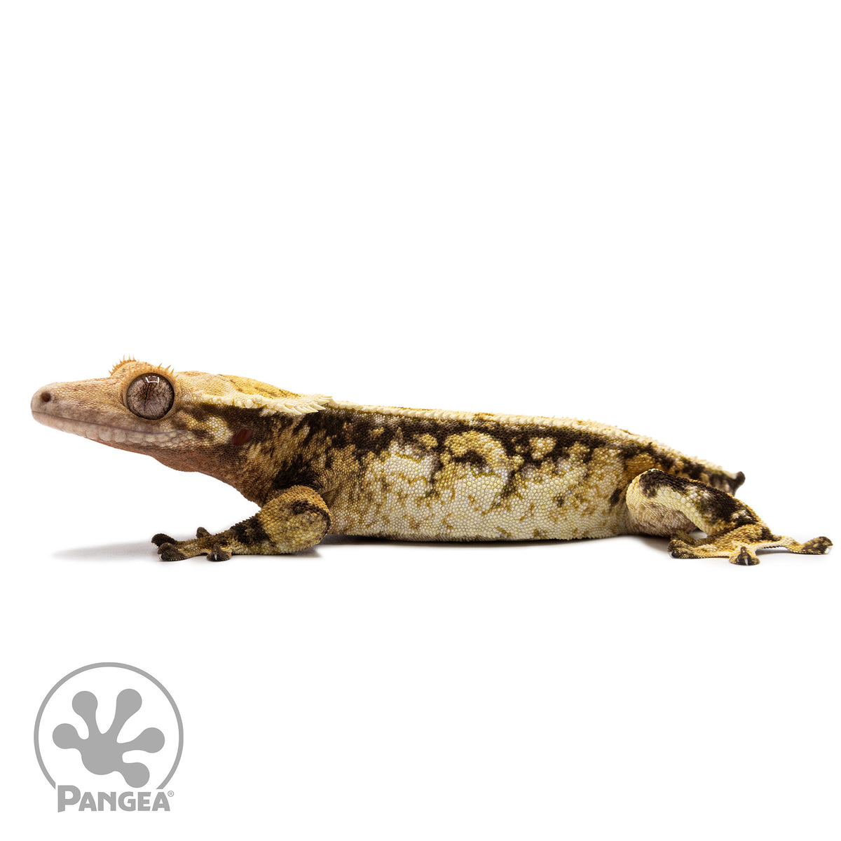 Cr-2689 facing right