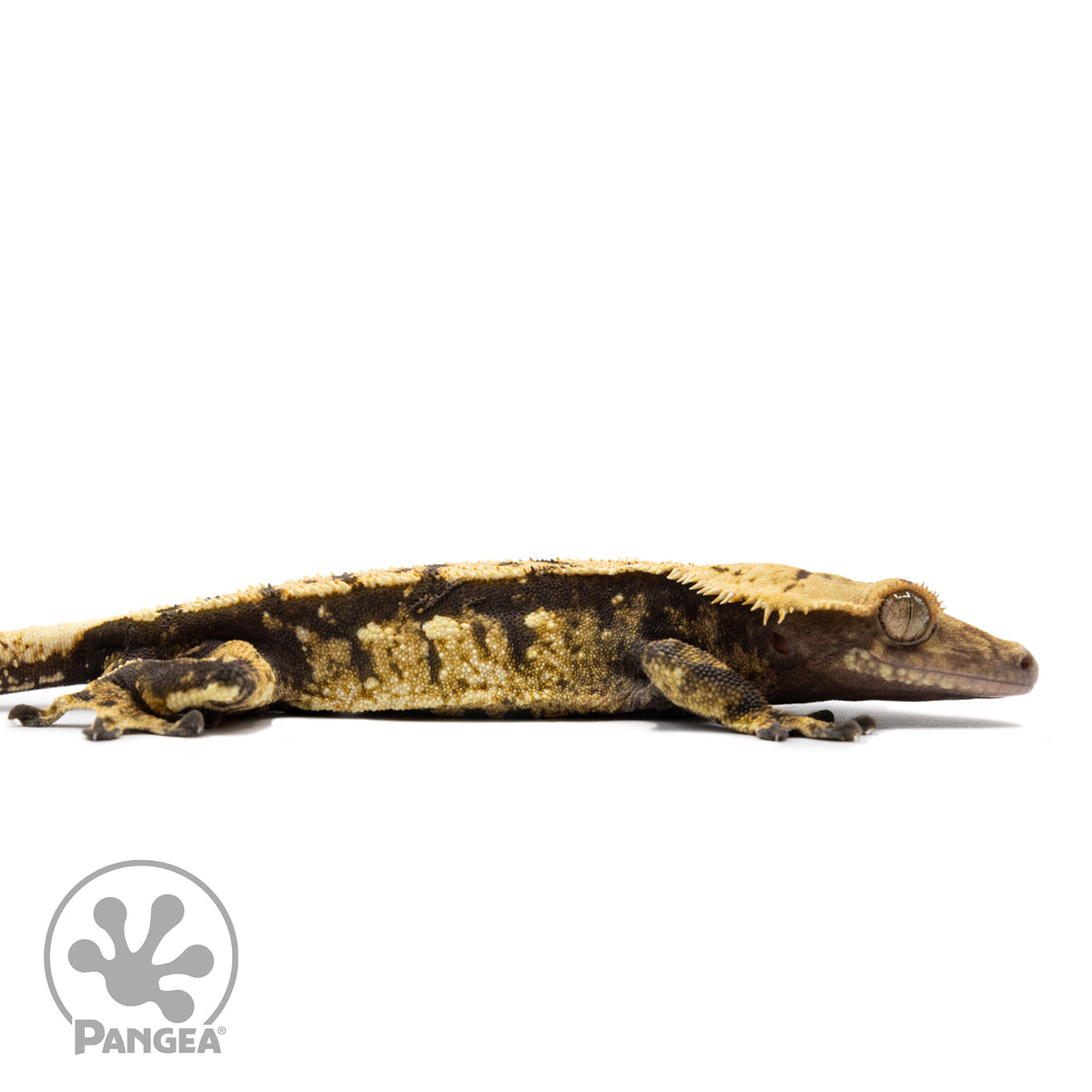 Cr-2690 facing right