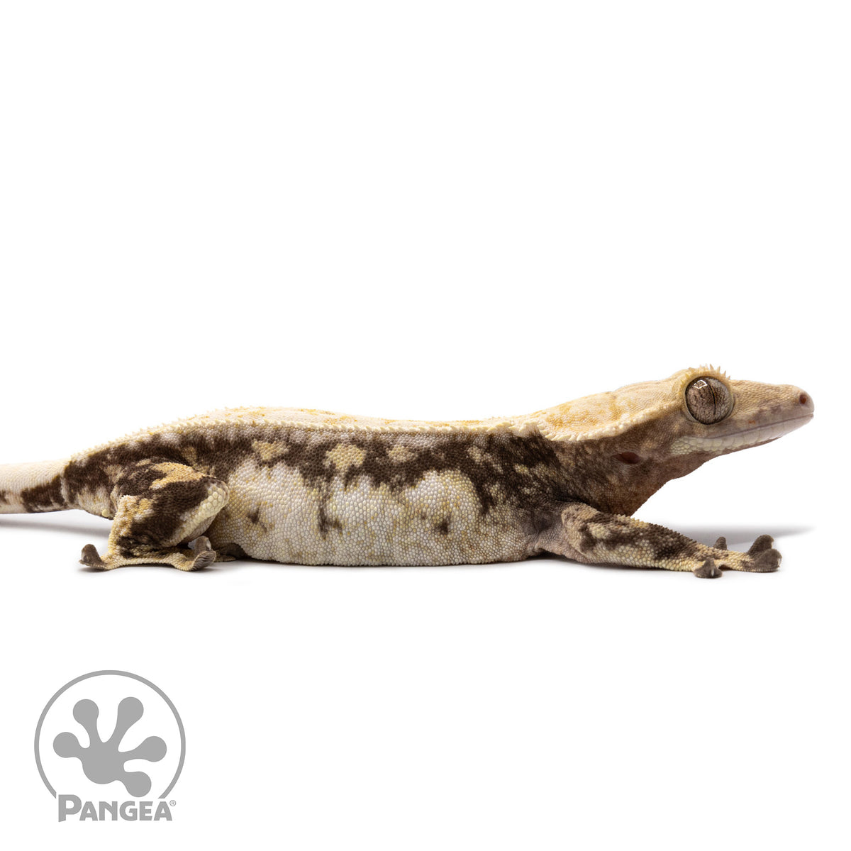 Cr-2693 facing right