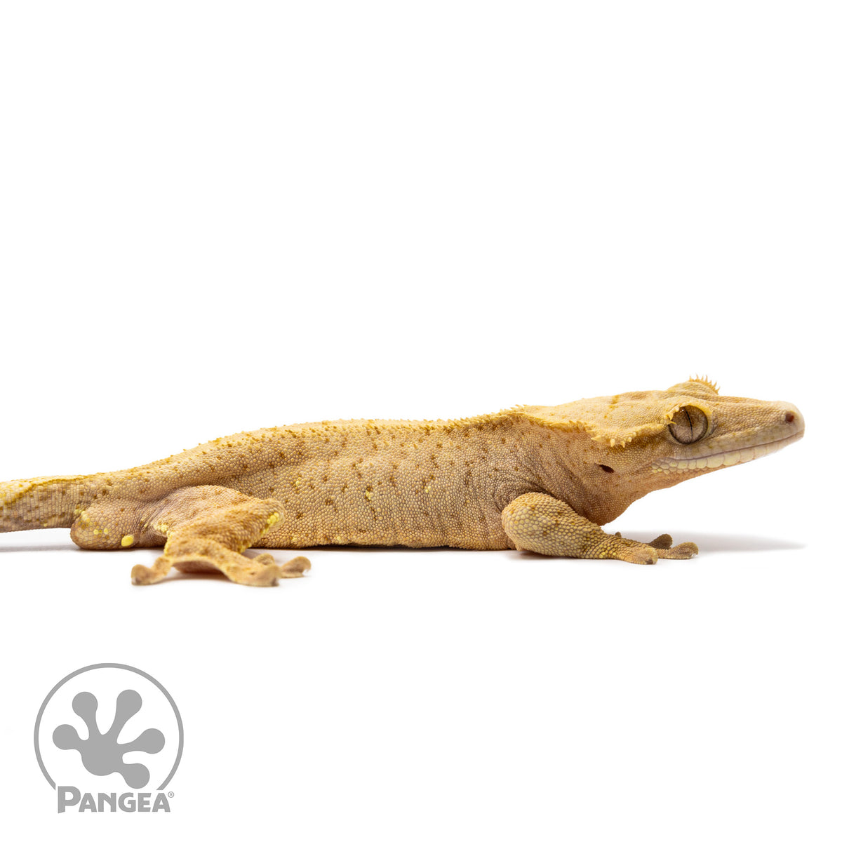 Cr-2696 facing right