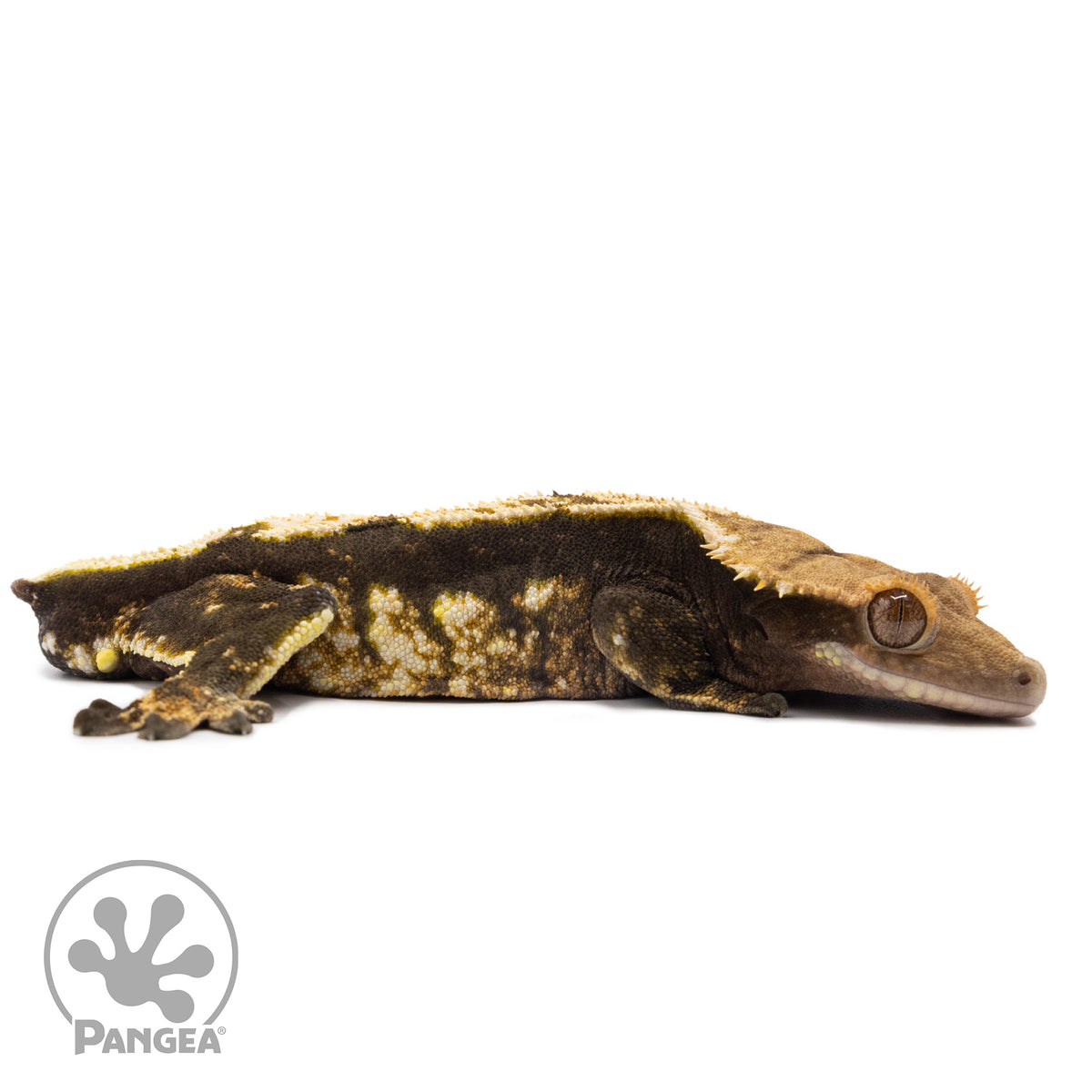 Cr-2699 facing right