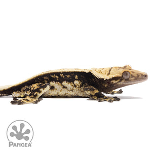 Cr-2702 facing right