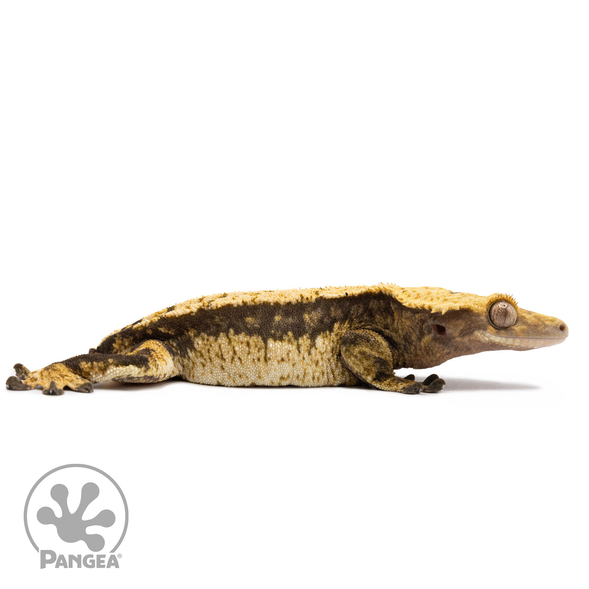 Cr-2703 facing right