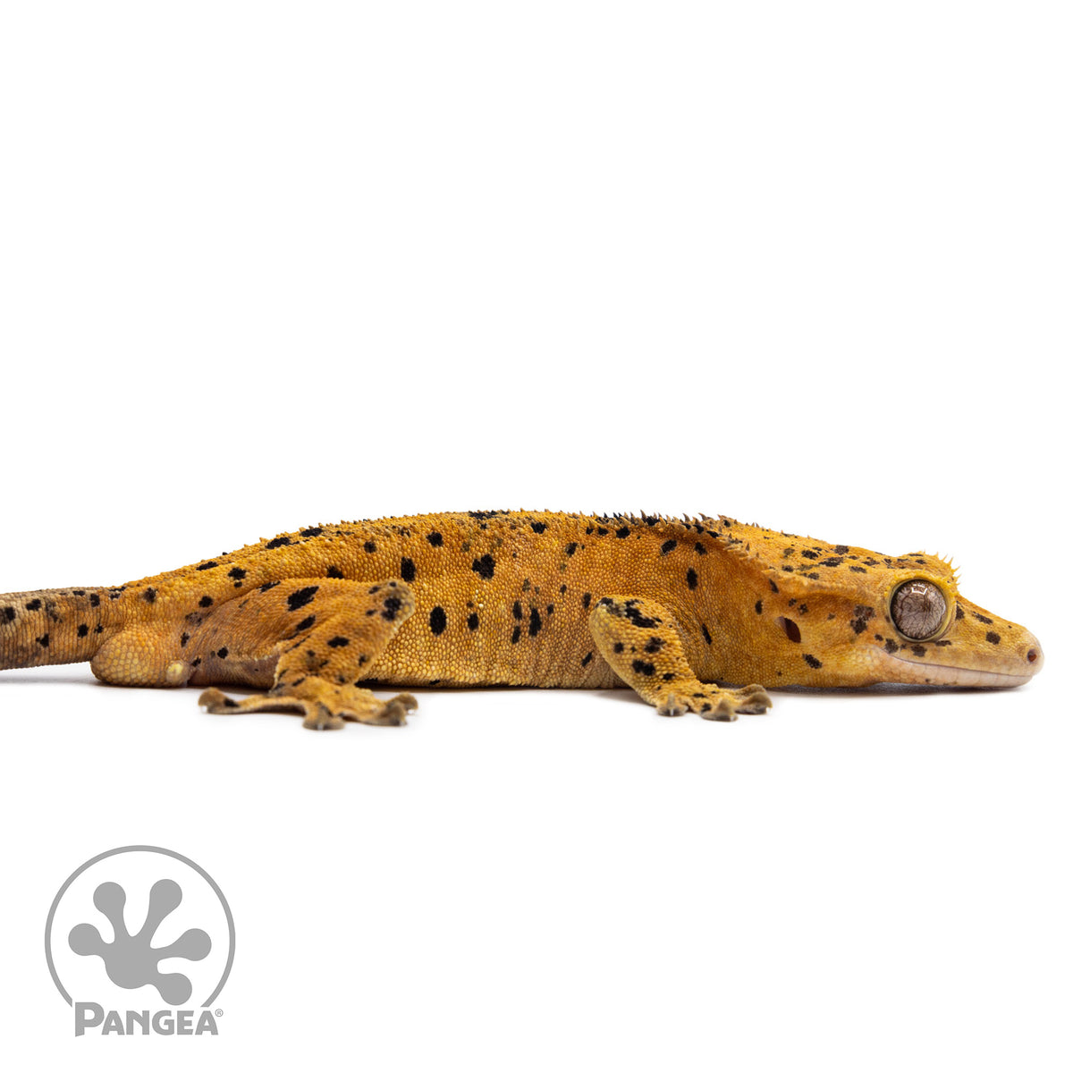 Cr-2714 facing right