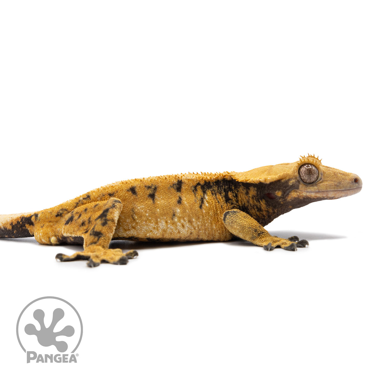 Cr-2715 facing right