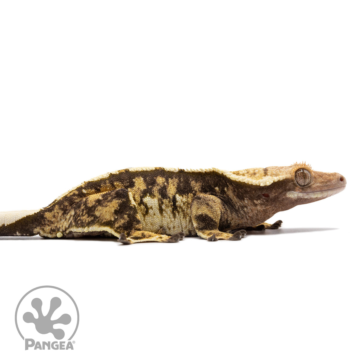 Cr-2724 facing right