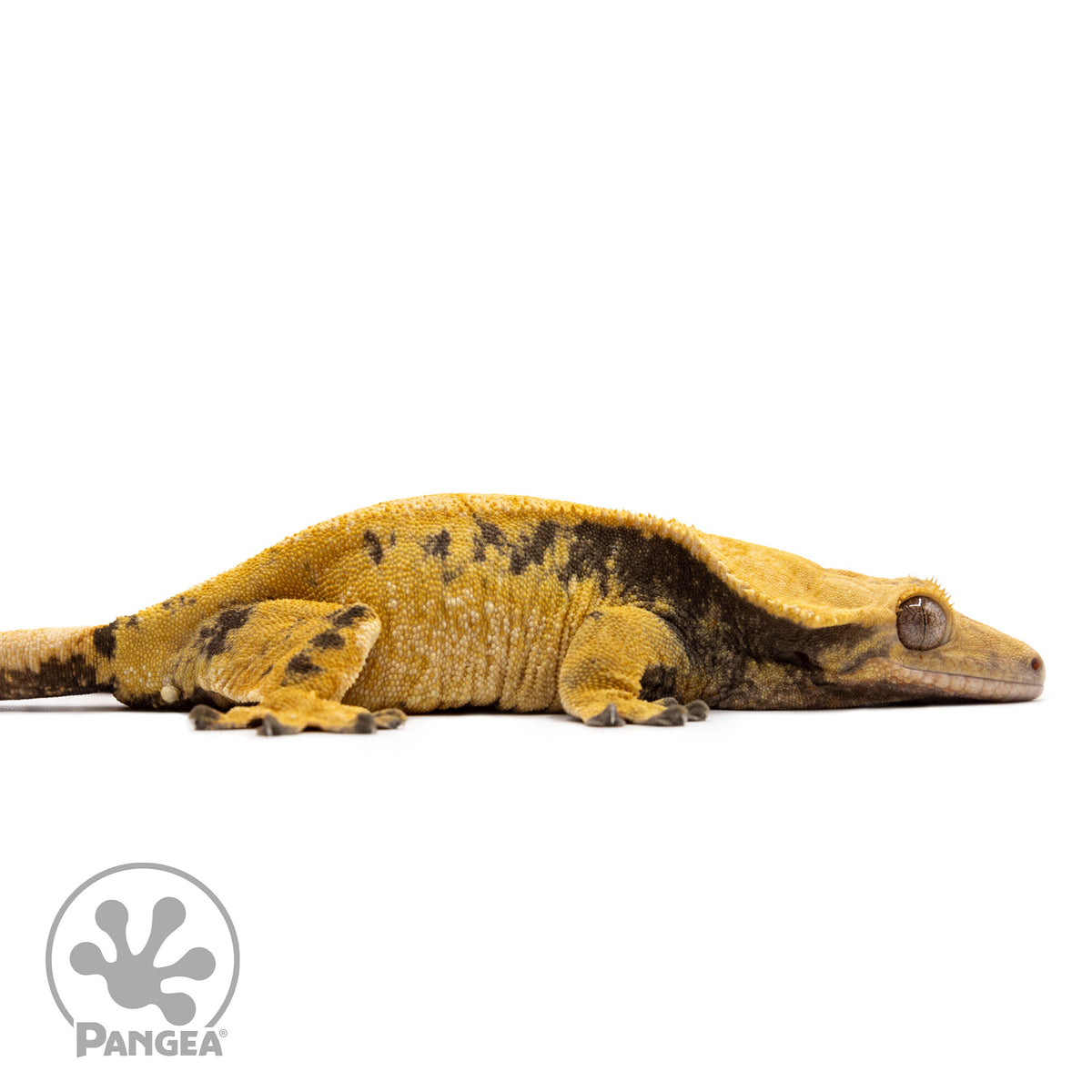 Cr-2730 facing right