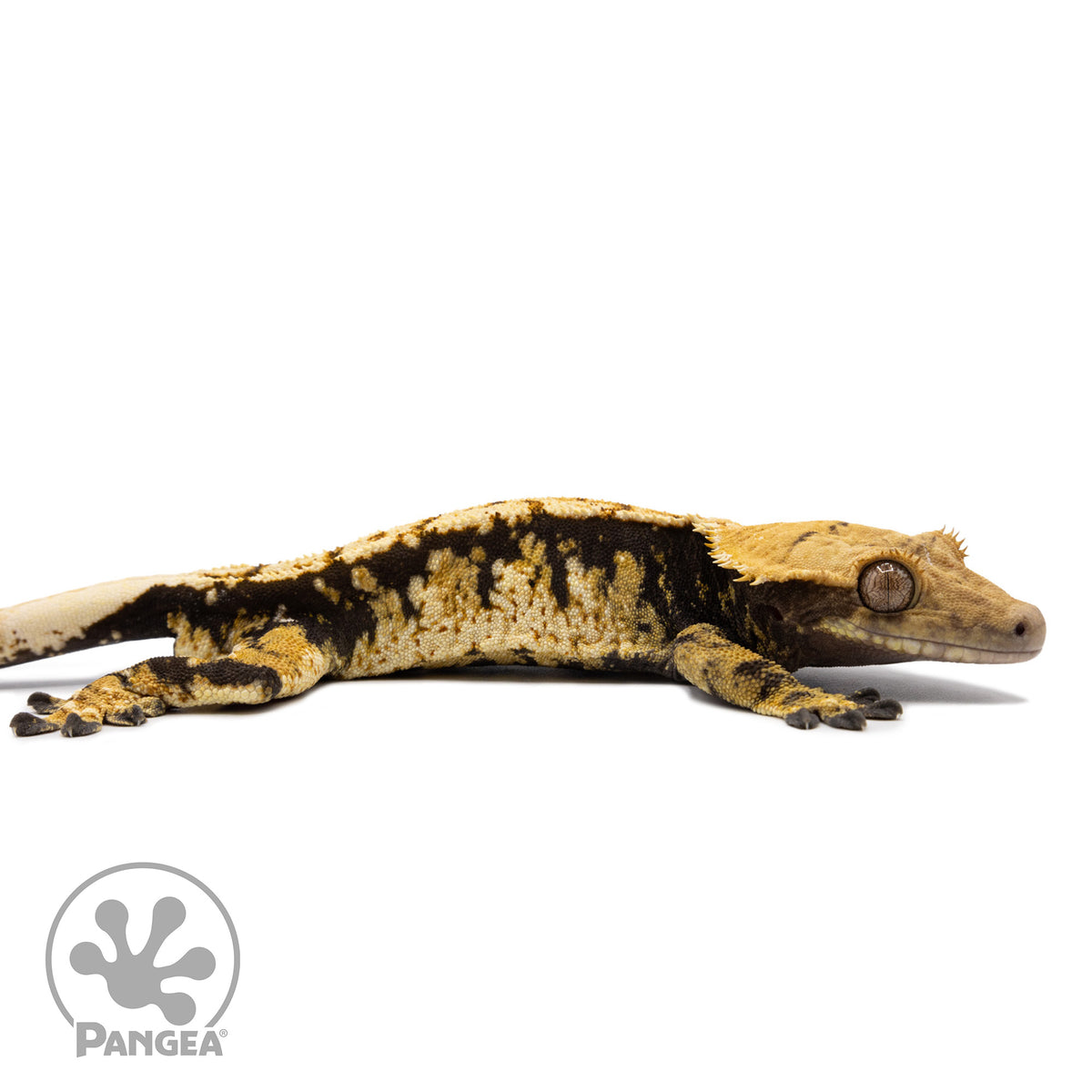 Cr-2736 facing right