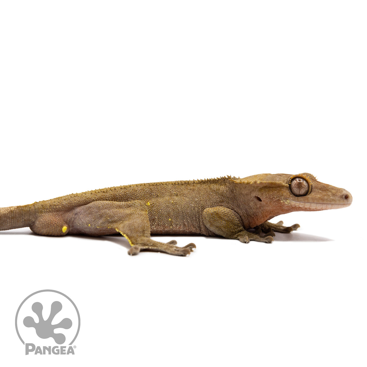 Cr-2738 facing right