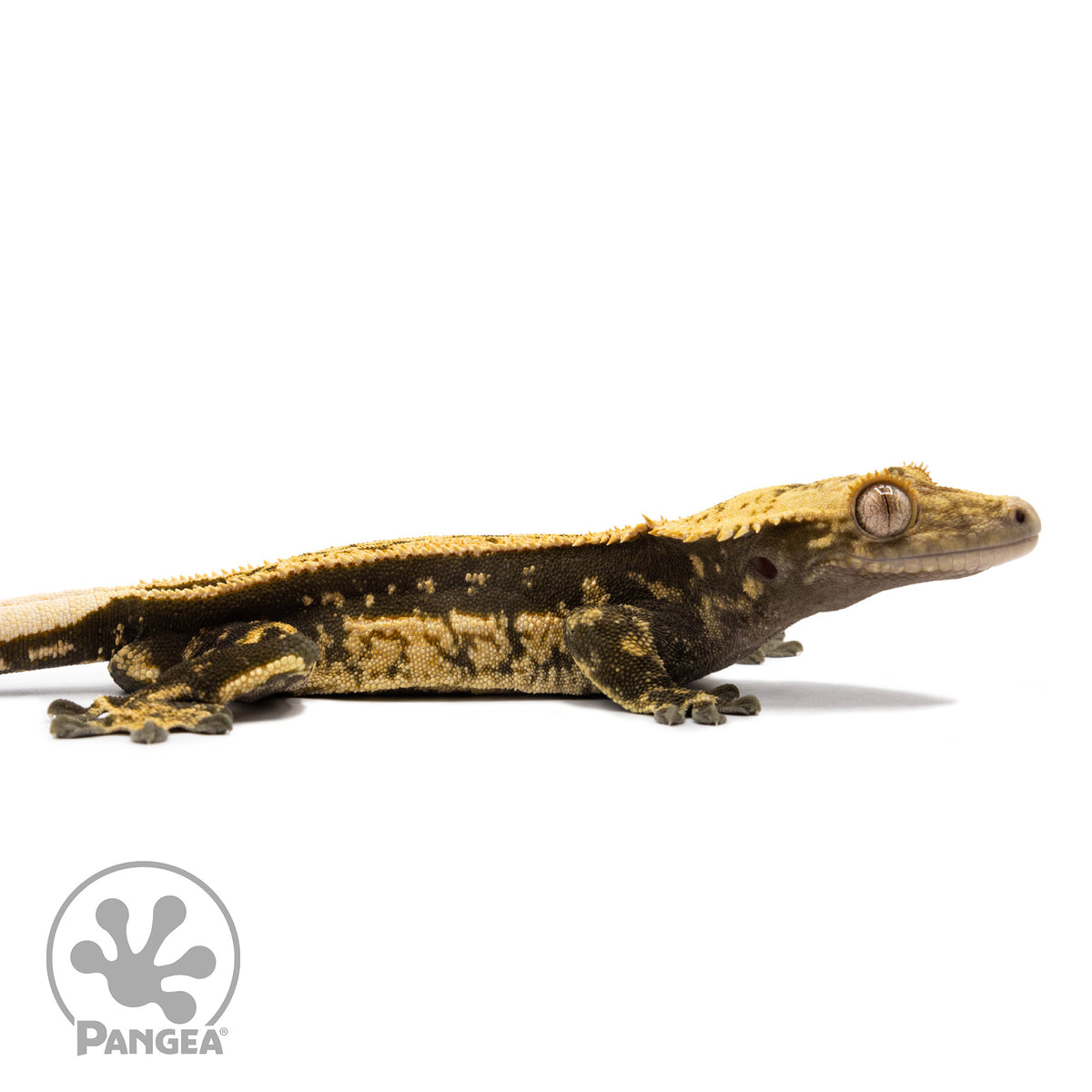 Cr-2742 facing right