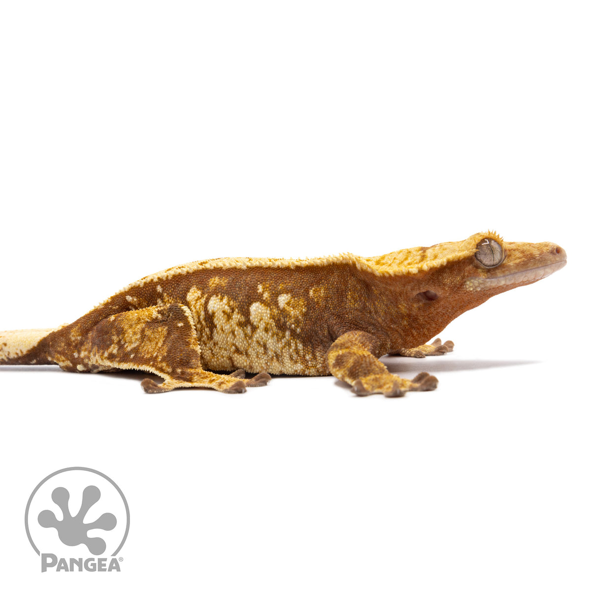 Cr-2743 facing right