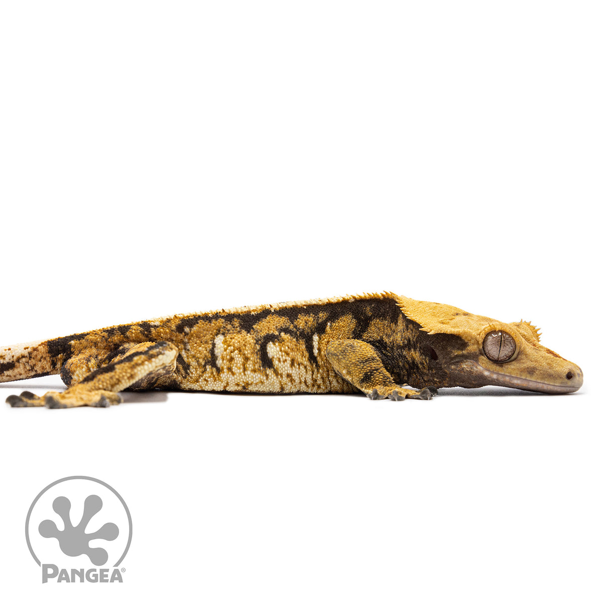 Cr-2746 facing right