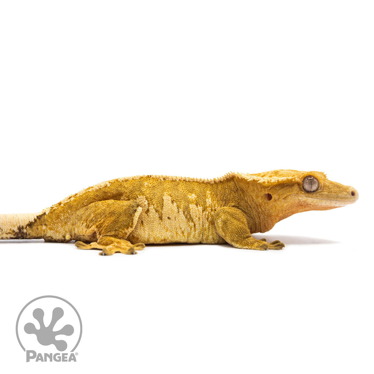 Cr-2749 facing right