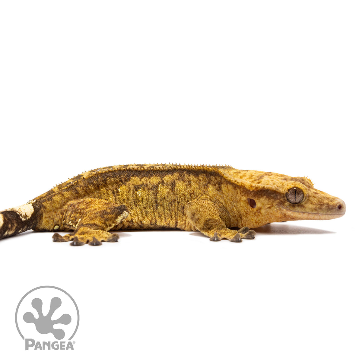 Cr-2751 facing right