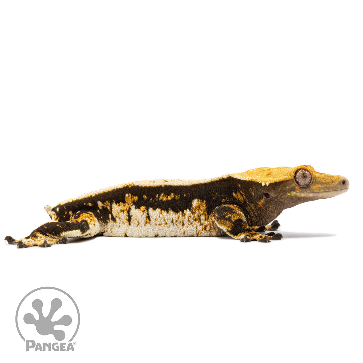 Cr-2753 facing right