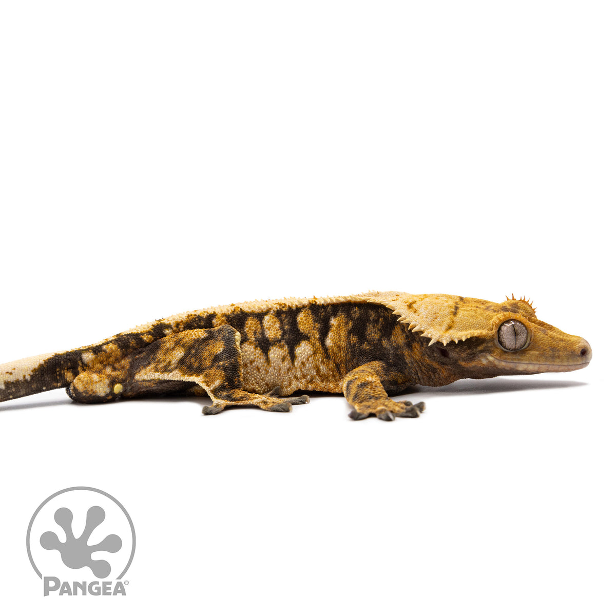 Cr-2757 facing right