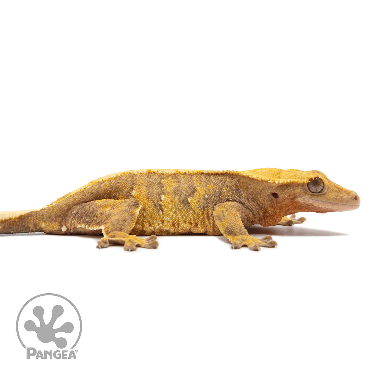 Cr-2758 facing right