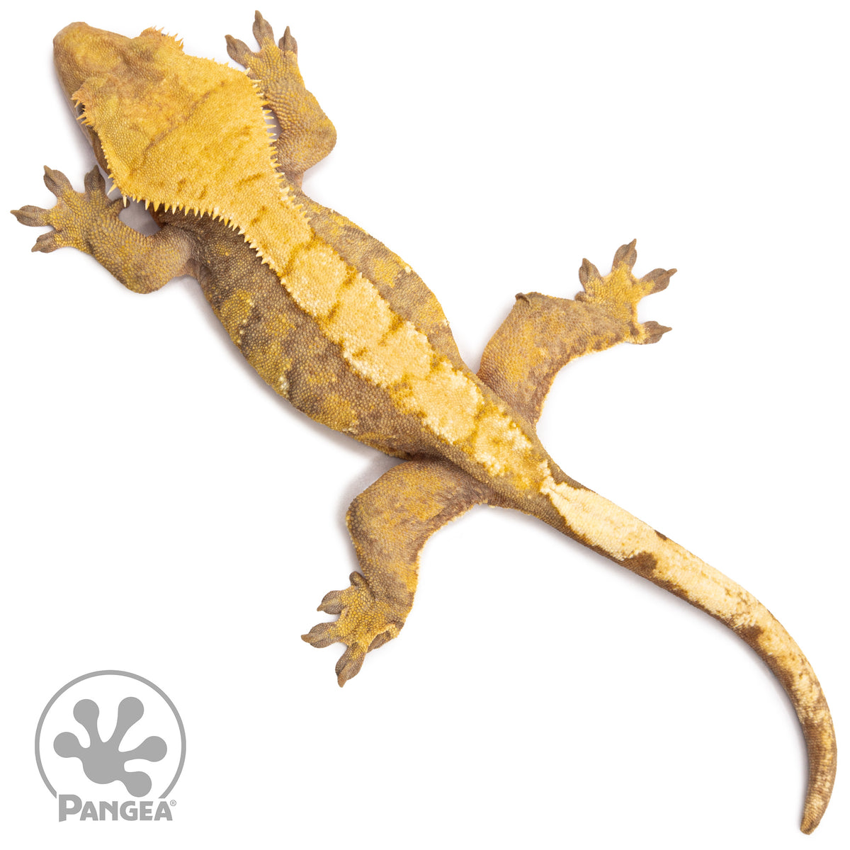 Female Yellow Extreme Harlequin Crested Gecko Cr-2758 from above