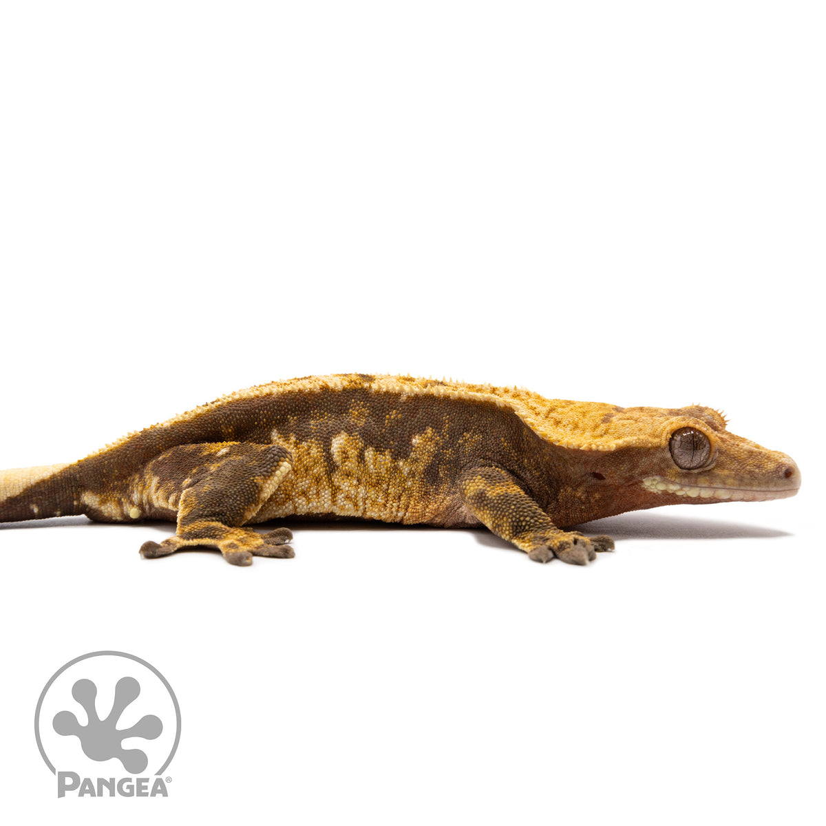 Cr-2759 facing right